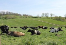 Like livestock, score your pasture condition