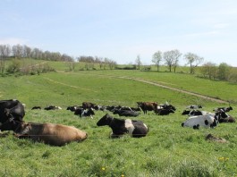 Like livestock, score your pasture condition