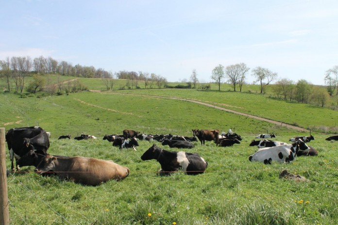 cows on pasture.1200