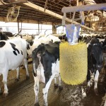 For a family dairy farm to succeed, someone needs to step up and lead dairy barn waiting area