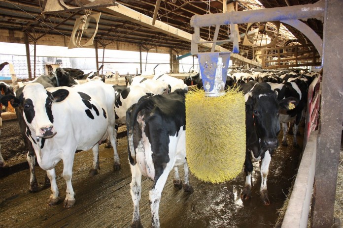dairy barn waiting area dairy barn waiting area