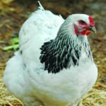 Poultry producers should step up biosecurity