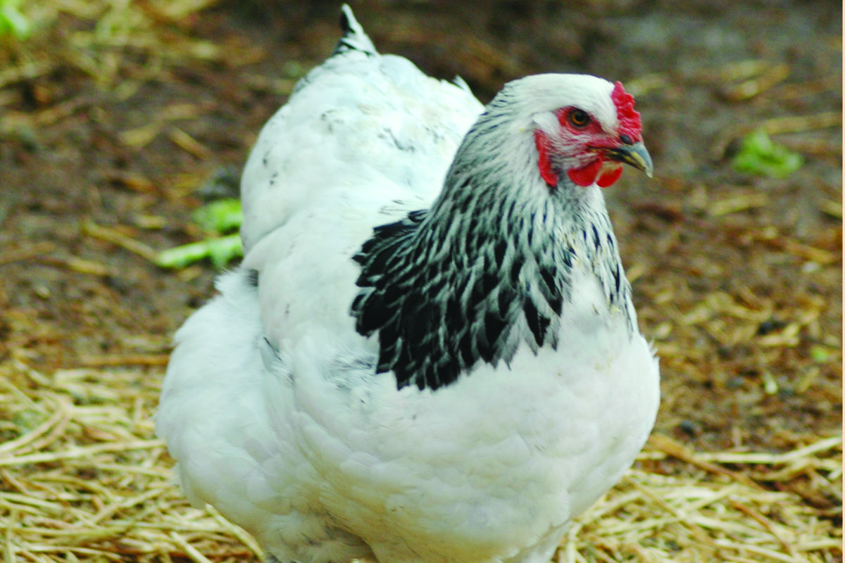 Poultry producers should step up biosecurity