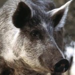 feral swine
