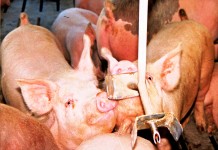 Ohio State lab working with PED swine virus to develop unique test