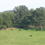 9 tips for better pasture management grazing pasture