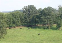 Good management practices for fall grazing grazing pasture