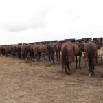 Manure management workshop for horse owners