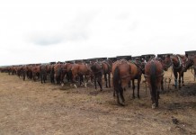 Manure management workshop for horse owners