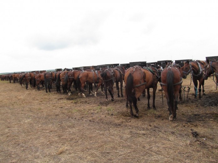 horse progress.buggy horses