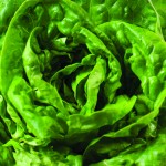 lettuce