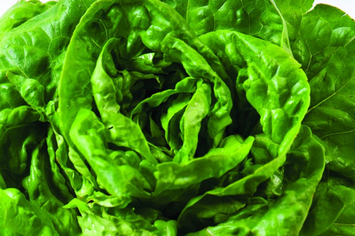 lettuce