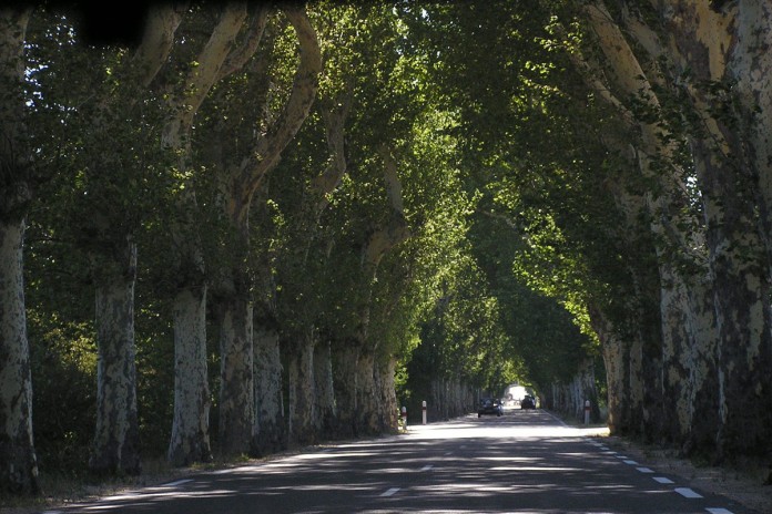 shade trees trees along road