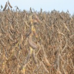 Rail and waterway systems make or break Ohio’s soy sales