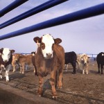 Sale of Zilmax supplement suspended after Tyson says it won’t buy cattle fed it