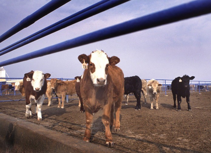 020204-NM-feedlot.duplicate