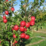 Disease resistant apples first line of defense for home orchardists