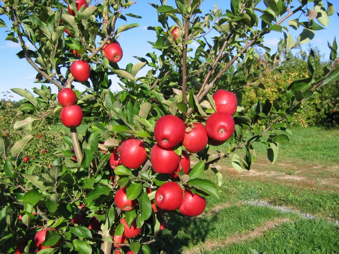 Snapdragon apples