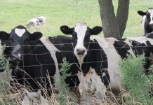 Turn your livestock waste into valuable nutrients Holsteins in pasture