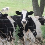 Tips for keeping cows cool in summer Holsteins on pasture.