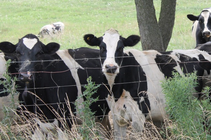 Holsteins.pasture Holsteins on pasture.