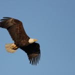 Bird flu found in a wild bird in Pennsylvania