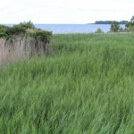 Funding available to restore wetlands and preserve land Wetland
