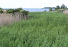 Funding available to restore wetlands and preserve land Wetland