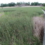 Nutrient management is changing not just for 2016 but beyond as well Wetlands in the Maumee Bay