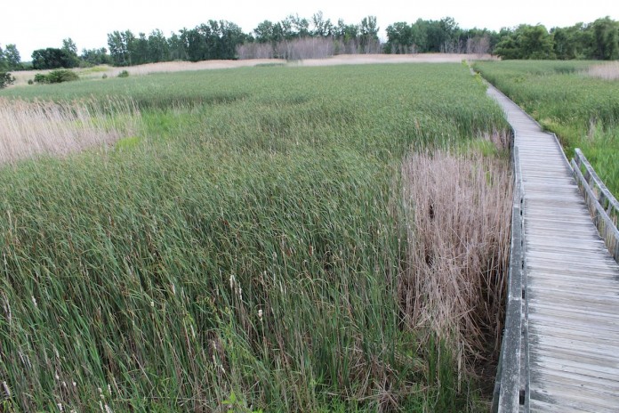 Wetlands in the Maumee Bay