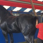 New information for equine devotees at Ag Progress Days