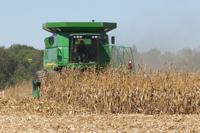 combining corn