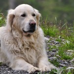 Acupuncture for pets? Some vets using method to treat pain