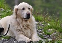 Keeping pets safe when preparing household for cold weather