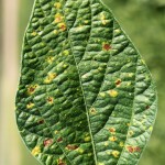 downy mildew copy
