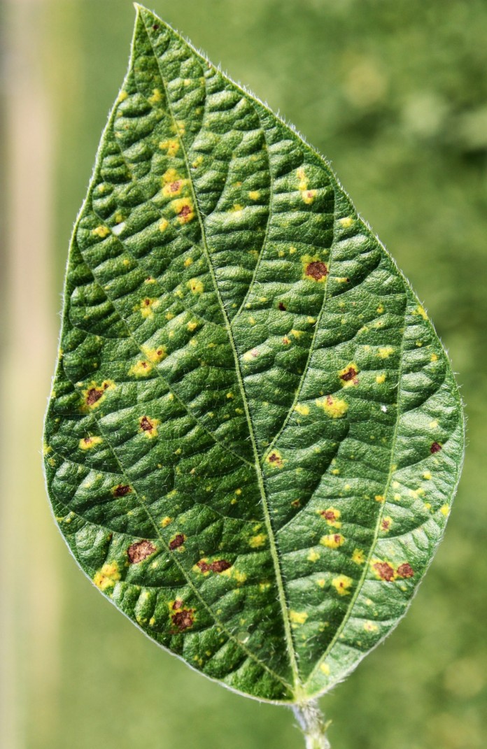downy mildew copy