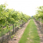 Crowell on video junkies, ag research and county fairs