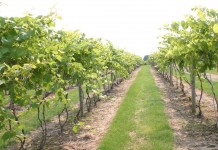 Grape school offers updates to growers