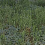 The time to act against herbicide resistant weeds is now, not next season