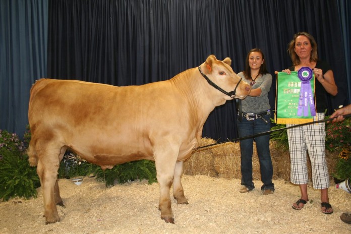 mercer.grsteer.JPG copy