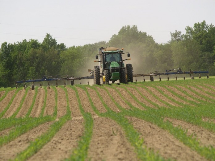 sidedressing corn sidedressing corn