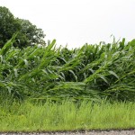 Buying insurance isn’t fun, but can make a big difference storm damaged corn