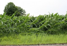 Buying insurance isn’t fun, but can make a big difference storm damaged corn