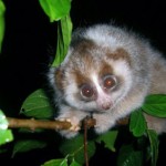 3c 9_26 slow loris