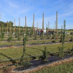 U.S. hops crop increasing amid consumer demand Hops field.