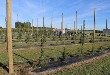 U.S. hops crop increasing amid consumer demand Hops field.