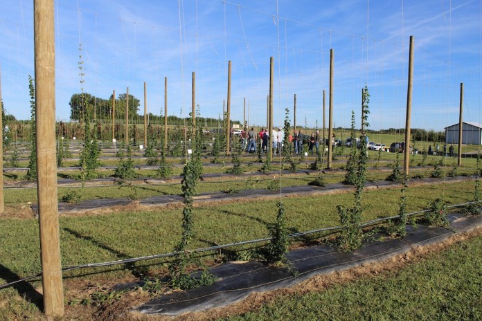 Hops field.