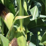Marlin: Making market history can be painful Corn wide