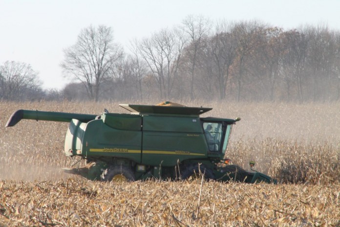 Corn harvest.