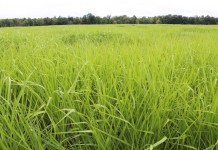 At harvest, miscanthus growers hope secondary uses pay off